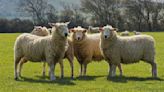 En Moselle, des moutons inscrits à l’école par des parents d’élèves pour sauver la classe de leurs enfants
