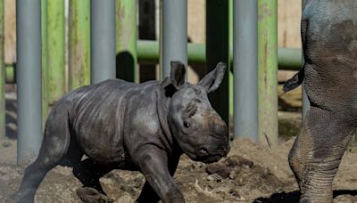 A white rhino is born in a Chilean zoo, boosting the near-endangered species