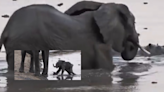 Mother Elephant's Swift Action Protects Newborn From Hippo; Heartwarming Video Will Leave You In Awe