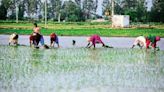 Amid better monsoon, kharif sowing in 2024-25 up 10% year-on-year to 57.5 million hectares | Mint