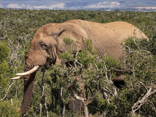 Spanish tourist who got out of car to take photos trampled to death by elephants