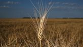 Wet Canadian Weather May Give Relief to World Wheat Supply Squeeze