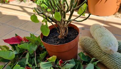 Cómo aprender de los errores a la hora de cuidar plantas