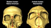 La forma de la nariz humana, una herencia neandertal y una ventaja evolutiva