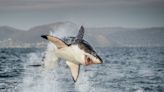 Le grand requin blanc : le roi des océans