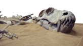 One of world's oldest dinosaur fossils revealed by heavy rains in Brazil