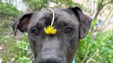 ‘Lovable’ Great Dane mix at Cuyahoga County Animal Shelter has waited 8 months for forever home