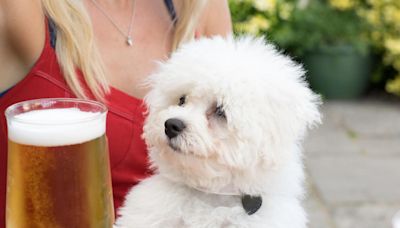 Warrington pub with 'lovely atmosphere' named best for dogs in the north west