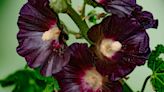 9 Gorgeous Black Flowers That Will Make a Moody Statement in Your Garden