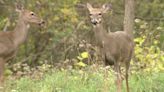 Task force formed to examine Kent County deer population