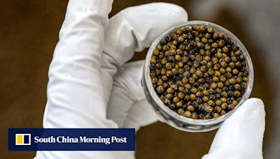 China’s caviar is roe-mancing West as world-leading exporters reel in profits