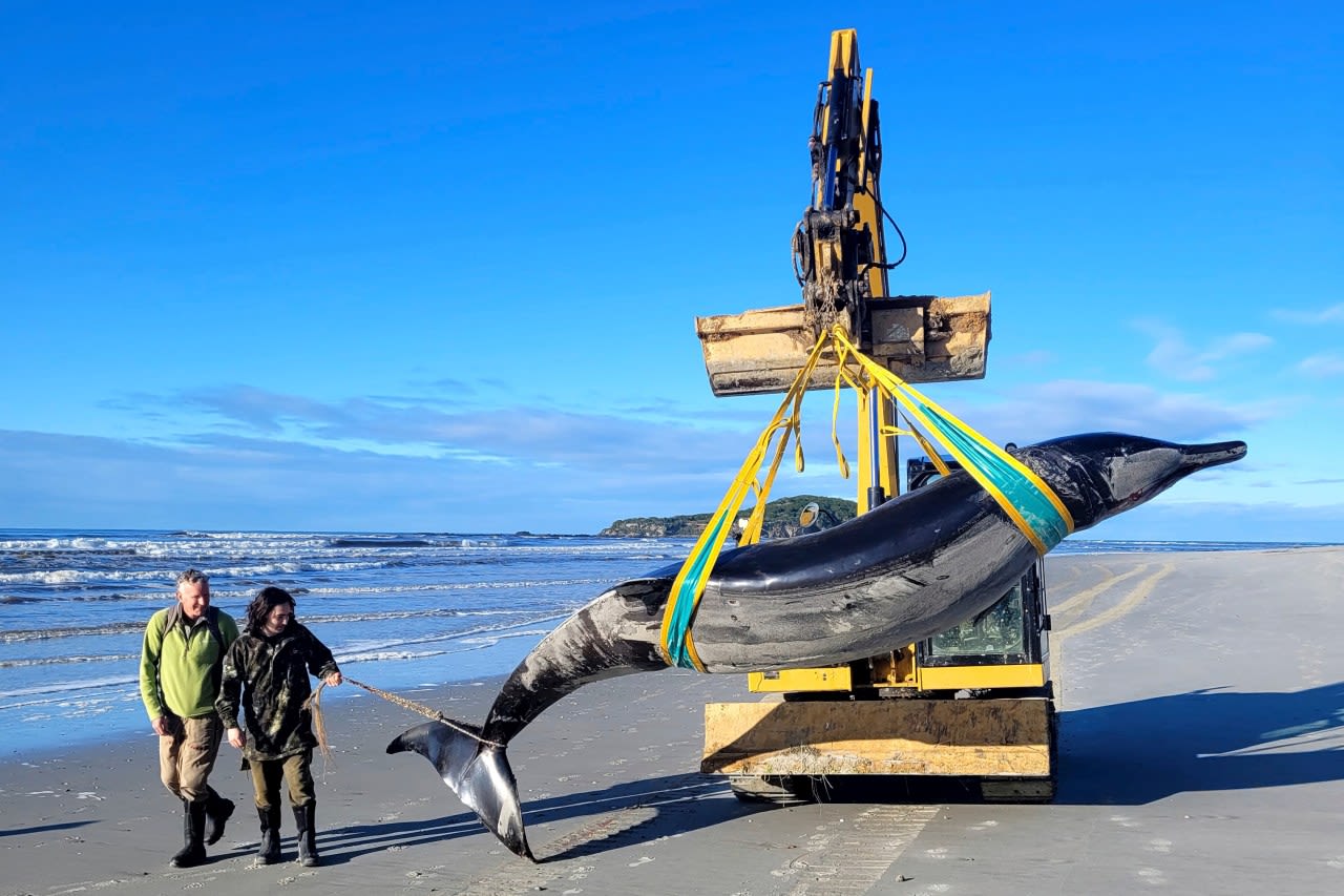 World’s rarest whale may have washed up on NZ beach