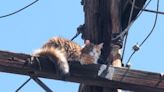 Stranded cat rescued from atop utility pole