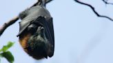Detectan los primeros dos casos de rabia en murciélagos en Chicago: ¿cómo protegerte?
