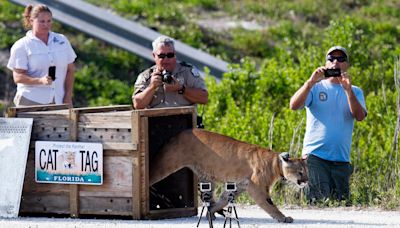 Panther road kills are up this year. Why that is a good indicator for the state animal