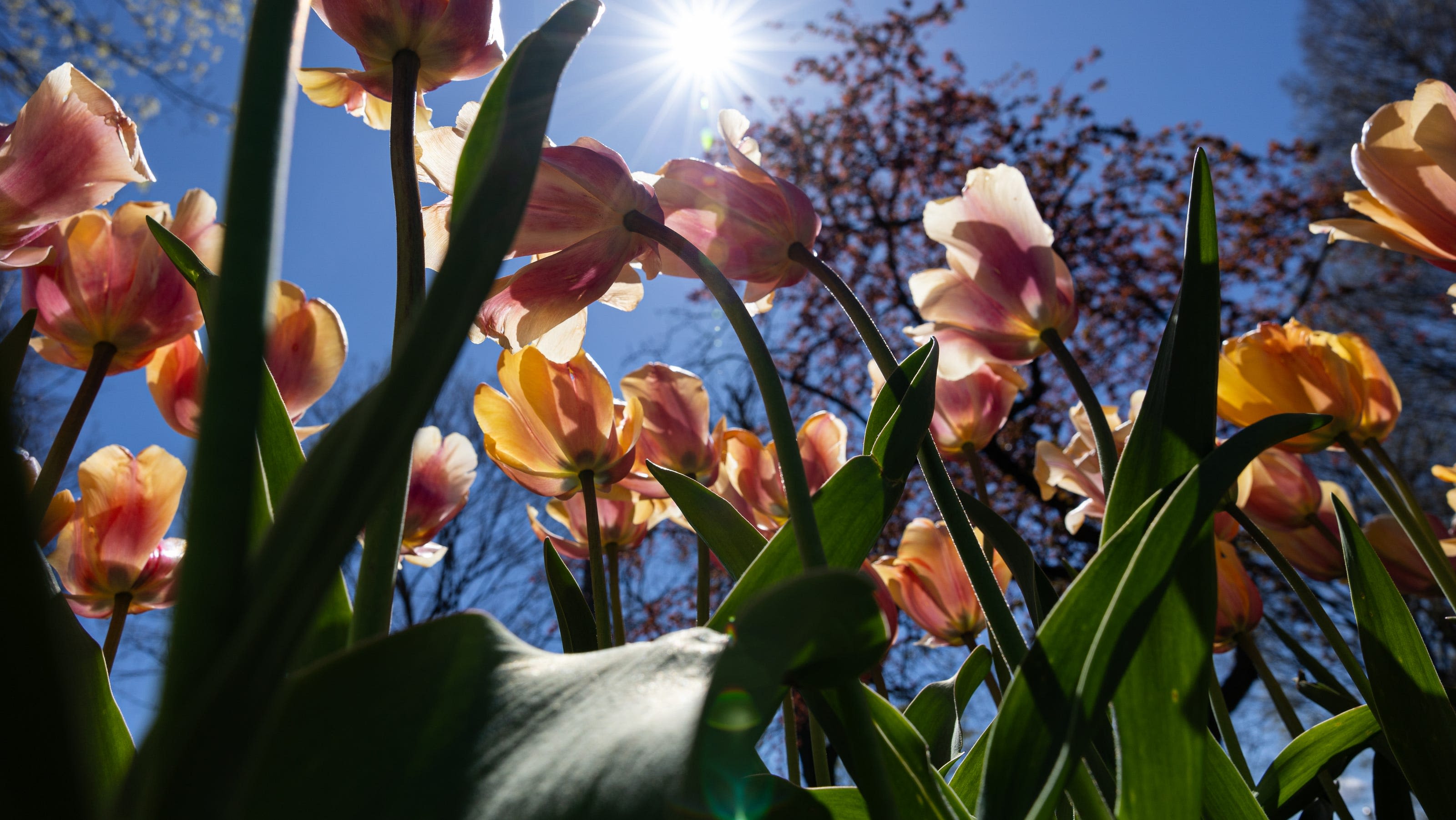 PHOTOS: Our favorite images from Tulip Time 2024