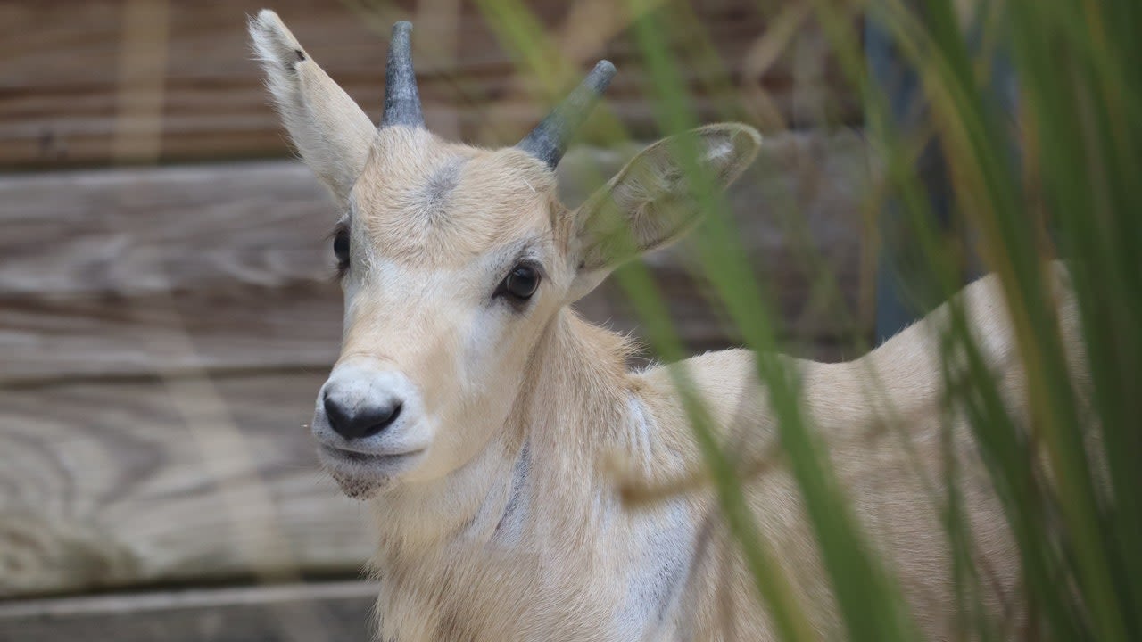 Walt Disney World celebrates Mother's Day with birth of rare antelope