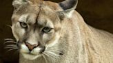 Deputy kills mountain lion in Scotts Bluff County