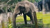 Elephant that has lived alone, partially chained for 35 years headed to Georgia sanctuary