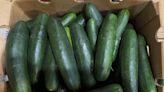 Cucumbers Recalled in 14 States Due to Salmonella Concerns