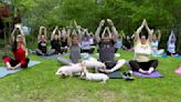 Three little piggies at a yoga class = maximum happiness