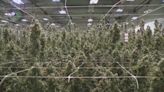 Ohio medical marijuana facility prepares for recreational use this summer