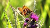 Count the county’s winged wonders for the the Big Pollinator Count