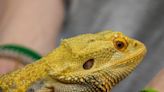 Reptile Expo: Looking for a glowing salamander, ball python, or axolotl?