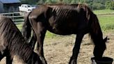 Owner of Friesian horse facility ordered to pay care costs for seized animals