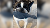 Dennis The "Dancing Frenchie" Has The Moves & He's Becoming A Star!