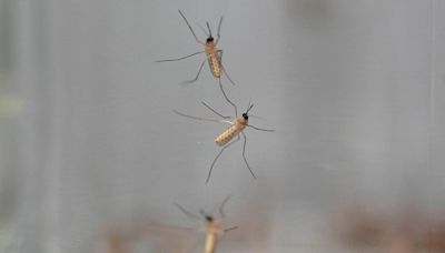 Connecticut mosquito monitoring program is testing for mosquito-borne viral diseases