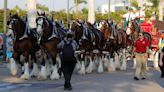 Budweiser Clydesdales coming to Pro Football Hall of Fame Enshrinement Festival in Canton