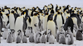 Poop stains reveal four previously unknown Emperor penguin colonies