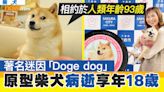 【RIP】著名迷因「Doge dog」原型柴犬病逝