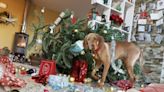 10 foods from your SC Christmas dinner table that may be deadly to your dog