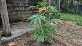 CASEY: Can pot plants in a garden predict the winner of Roanoke’s mayoral election?