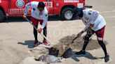 ¿Qué está causando la muerte de tortugas y delfines en Mazatlán?