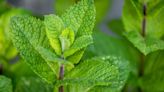 My biggest tip when dealing with mosquitos is adding 4 plants to your garden