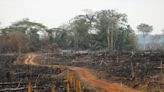 Colombia deforestation fell to historic low last year