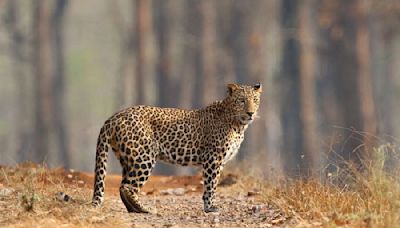 Villagers in UP's Budaun panic over suspected footprints of leopard, wolf