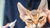 Cat Eye Infection Treatment: How To Administer Drops and Ointments