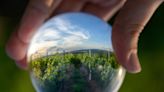 Global Wine Market Moving Into Equilibrium With Low Production And Consumption