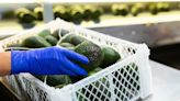 Exportaciones de fruta fresca colombiana crecieron 29% en el primer cuatrimestre de 2024