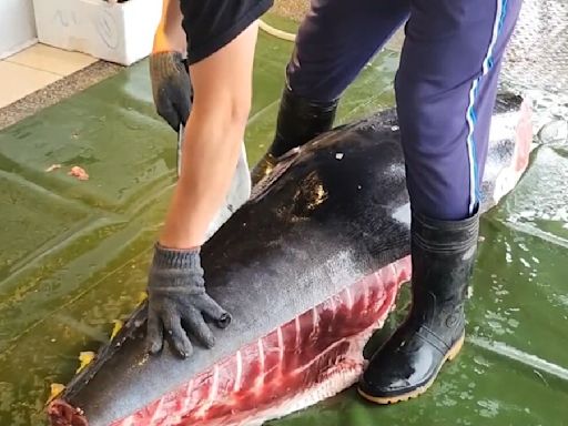 2百斤東港黑鮪魚新鮮直送 雲林餐廳上演殺魚秀