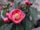 Camellia amplexicaulis