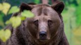 Girl, 10, among five injured in second bear attack in Slovakia in just three days