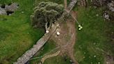 Sycamore Gap: Pub offers £1,500 for information on who cut famous tree down