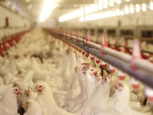 澳洲維多利亞省爆高致病性H7N9 港暫停進口禽類產品