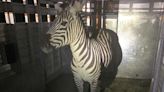Escaped zebra captured near Seattle after gallivanting around foothills for days