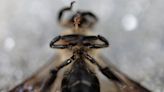 Photos: Nepal’s honey gatherers say fewer hives threaten tradition